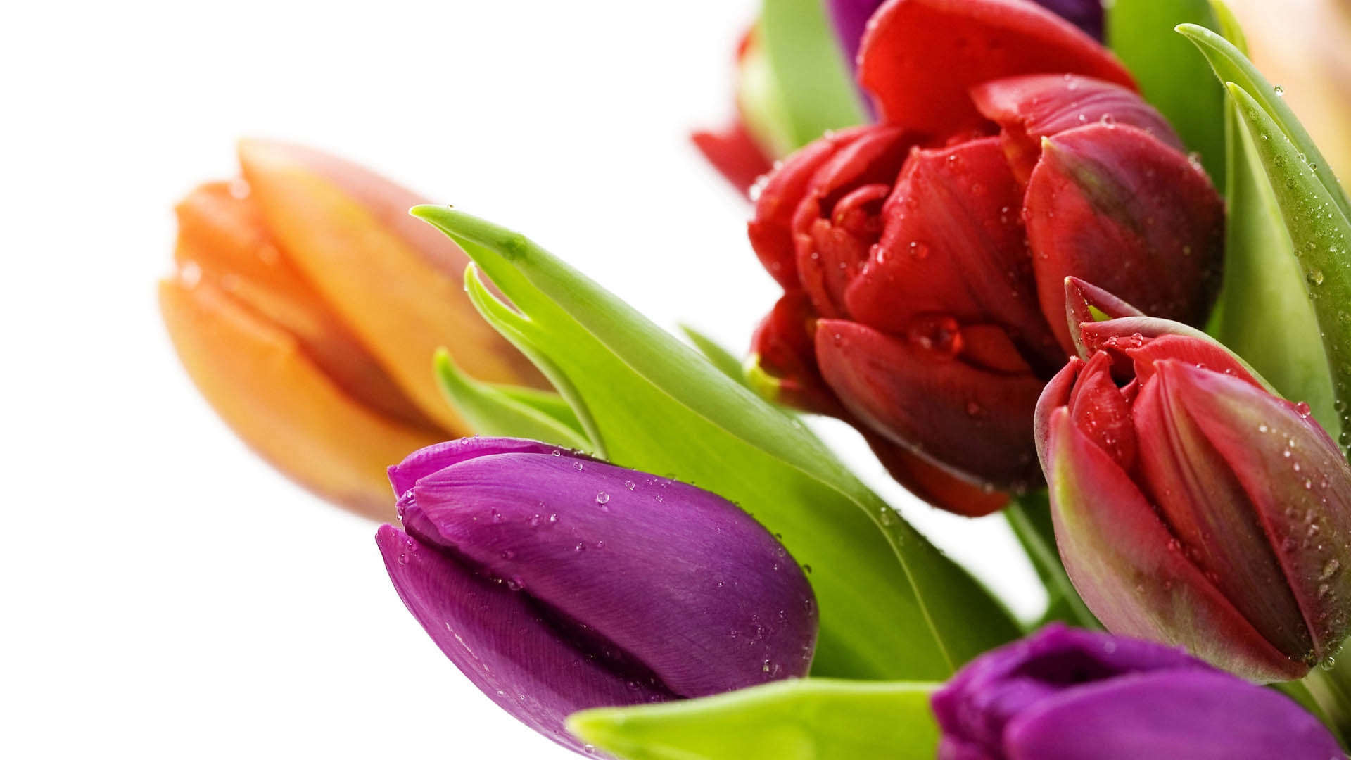 Colorful Tulips Hd Wallpaper - Background Tulip Full Color , HD Wallpaper & Backgrounds