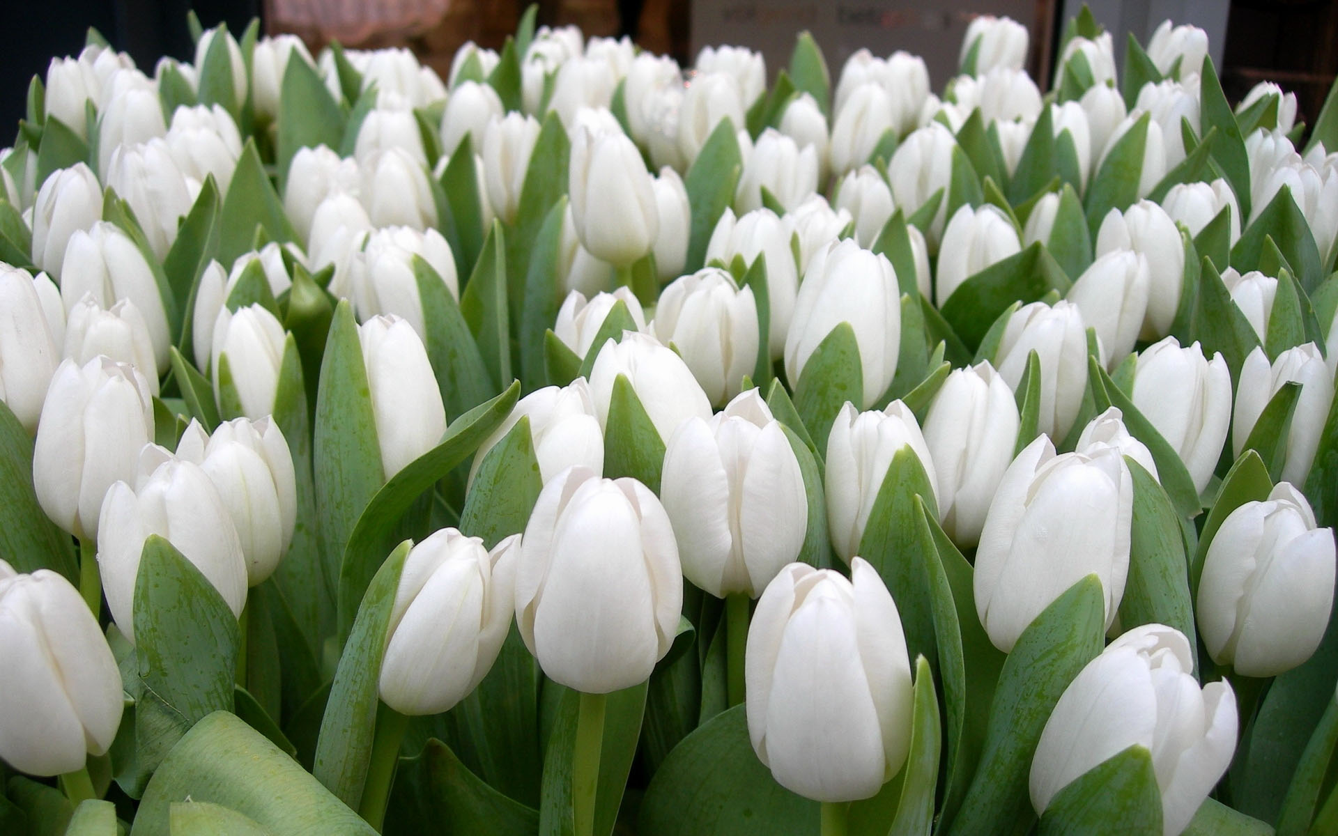 Garden Of White Tulips Hd Wallpaper - White Wallpaper Tulip Flower , HD Wallpaper & Backgrounds