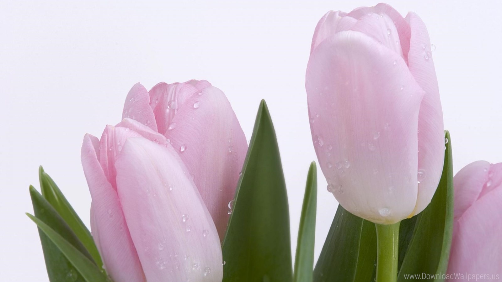 Download Widescreen - Tulips Flower , HD Wallpaper & Backgrounds