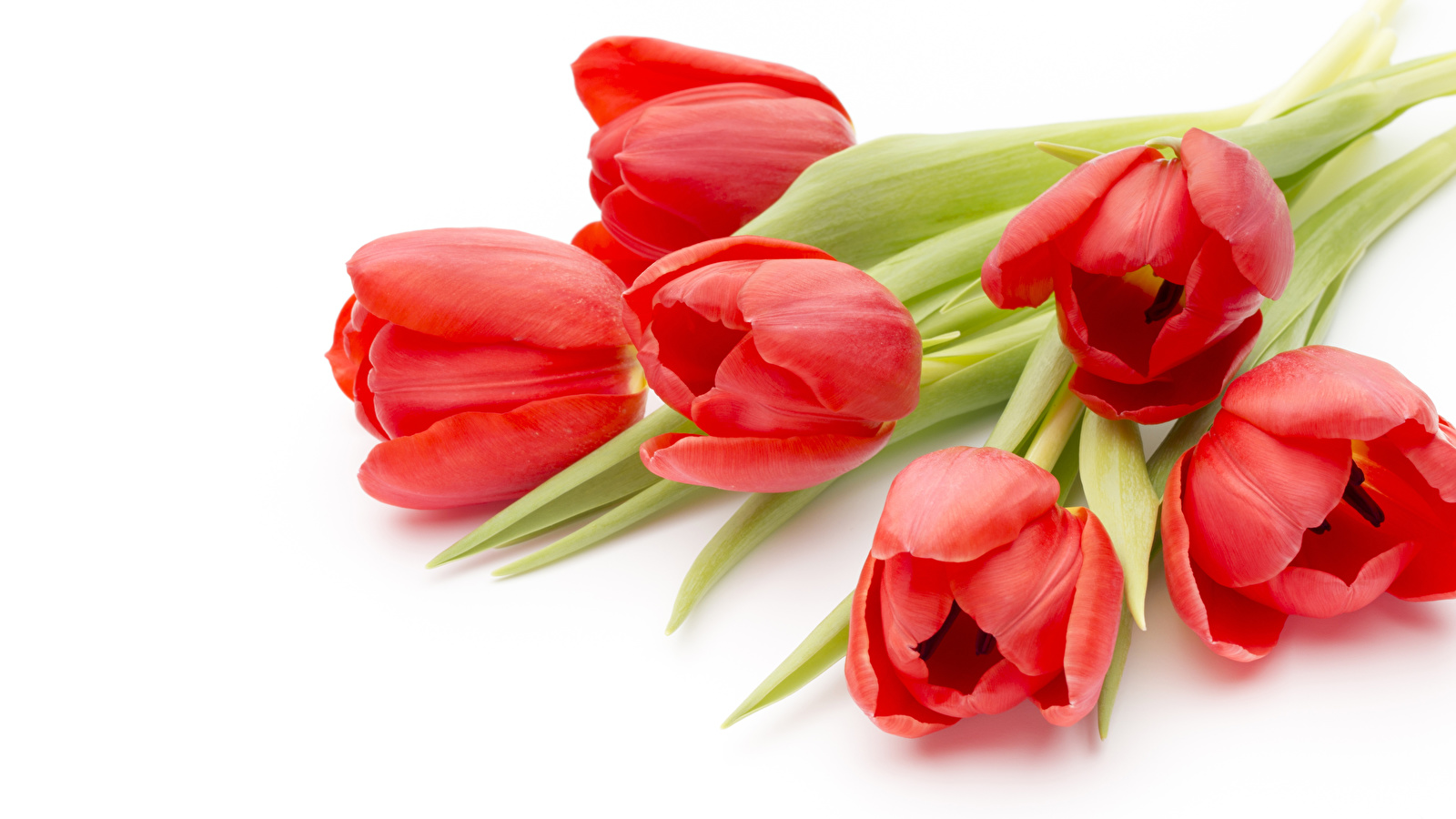 Фон Красные Тюльпаны , HD Wallpaper & Backgrounds
