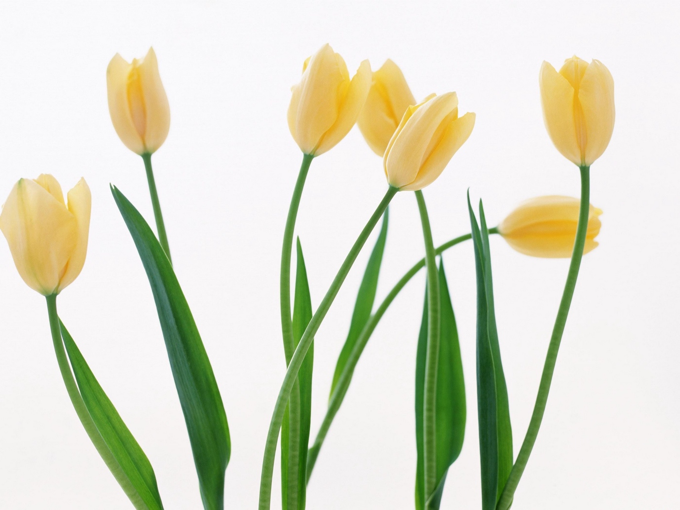Wallpaper Tulips, Flowers, Yellow, Several, White Background - Yellow Tulips White Background , HD Wallpaper & Backgrounds