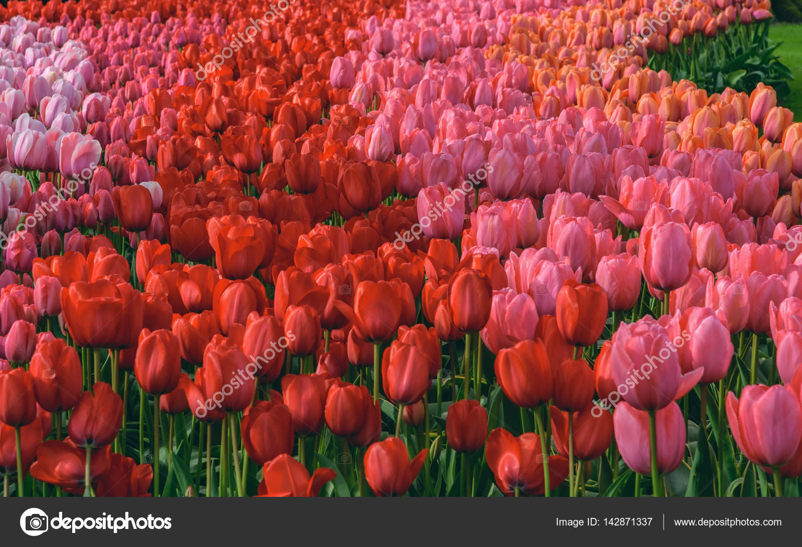 Sea Of Blooming Tulips In Dutch Spring Garden Keukenhof - Fondos De Pantalla Gratis Paisajes Primavera , HD Wallpaper & Backgrounds