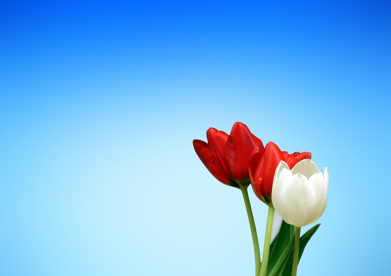 Aesthetics Red White Tulips Spring Background Wallpaper - Flowers Background Hd Images Download , HD Wallpaper & Backgrounds