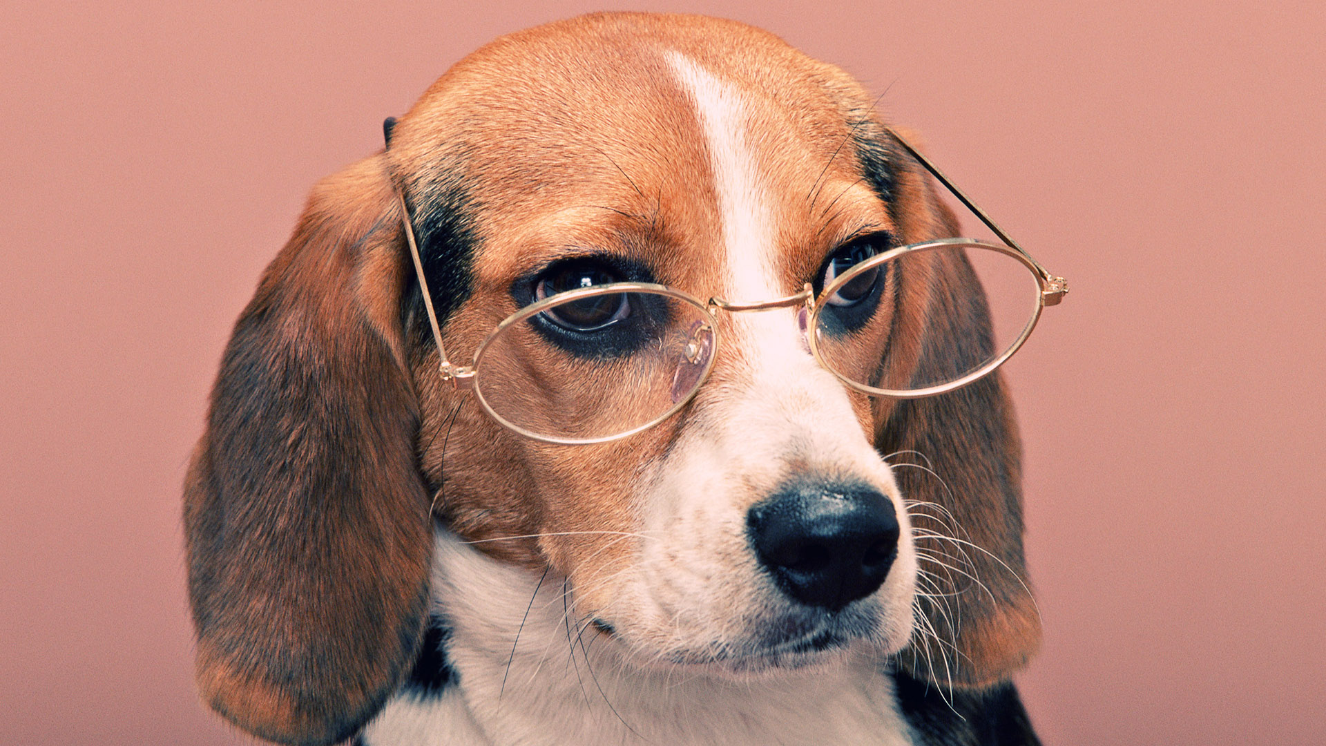Funny Dog Desktop Image - Funny Dog Image Hd , HD Wallpaper & Backgrounds