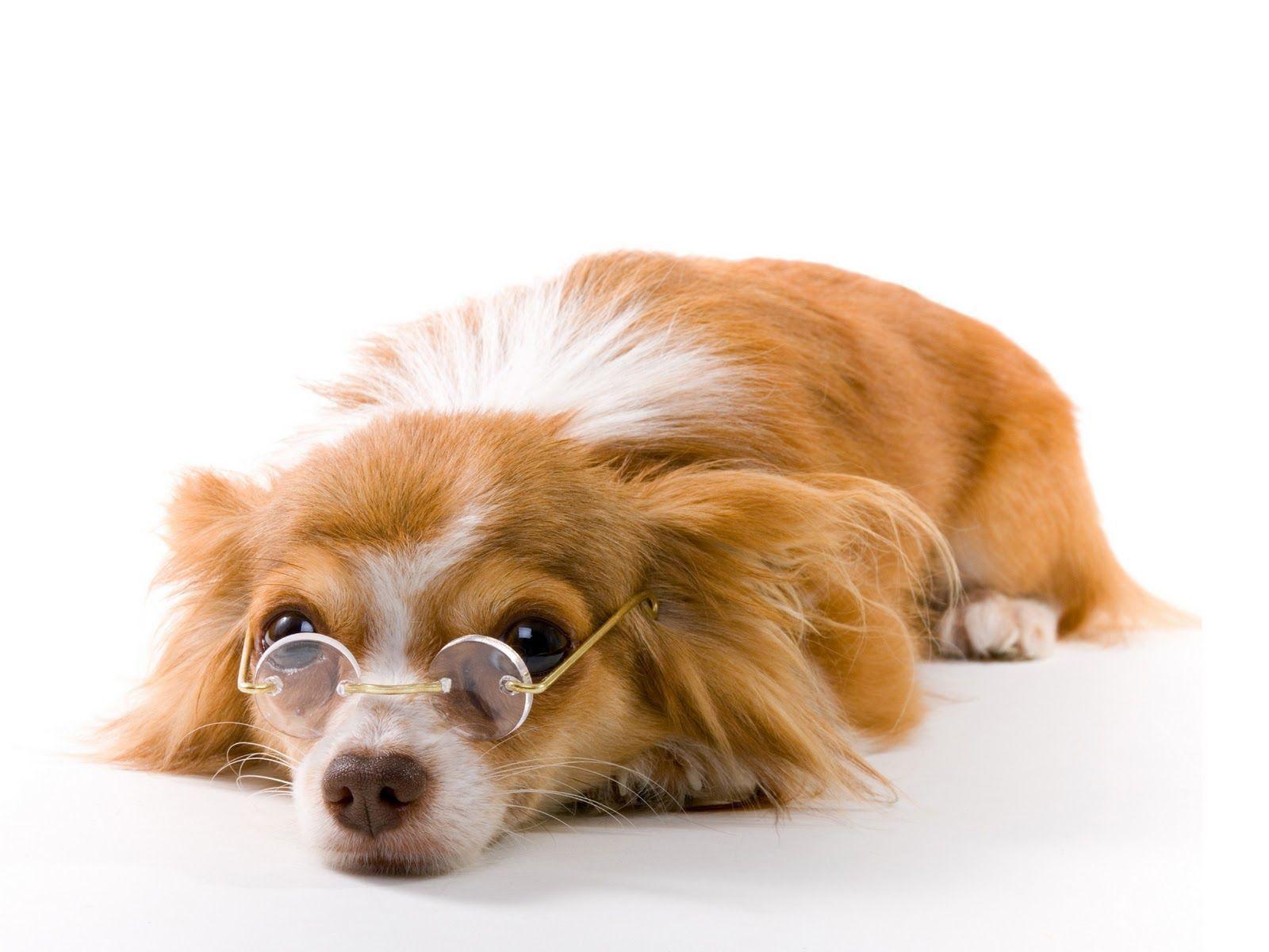 Best Hd Funny Dog Wallpaper - Large Dog Desktop Backgrounds , HD Wallpaper & Backgrounds