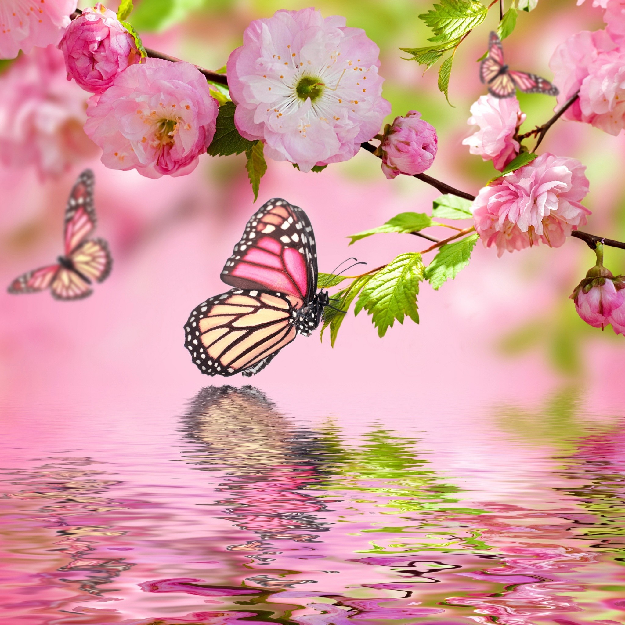 Cherry Blossom With Butterfly , HD Wallpaper & Backgrounds