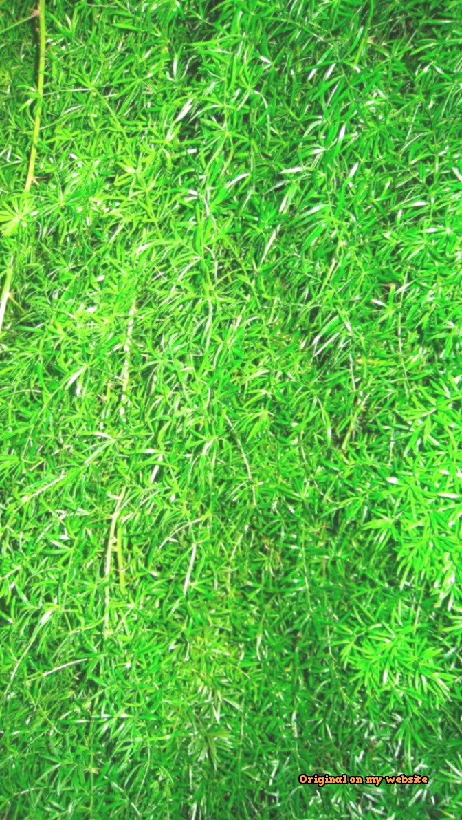 Iphone Green Grass Wallpaper Hd , HD Wallpaper & Backgrounds