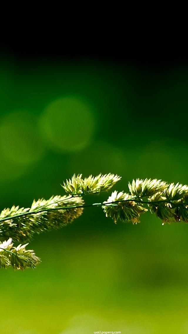 Download Green Nature Iphone 5 Wallpaper Wallpaper - Think About Your Collarbone Breaking , HD Wallpaper & Backgrounds