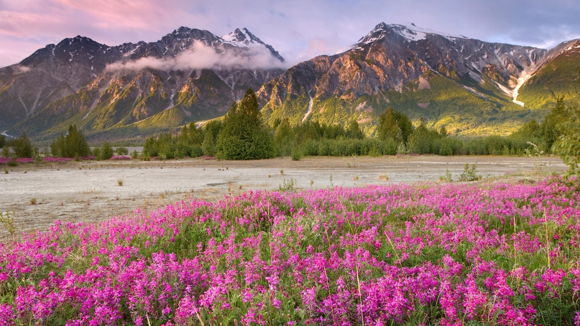 Start Download - Field Of Flowers Mountains , HD Wallpaper & Backgrounds