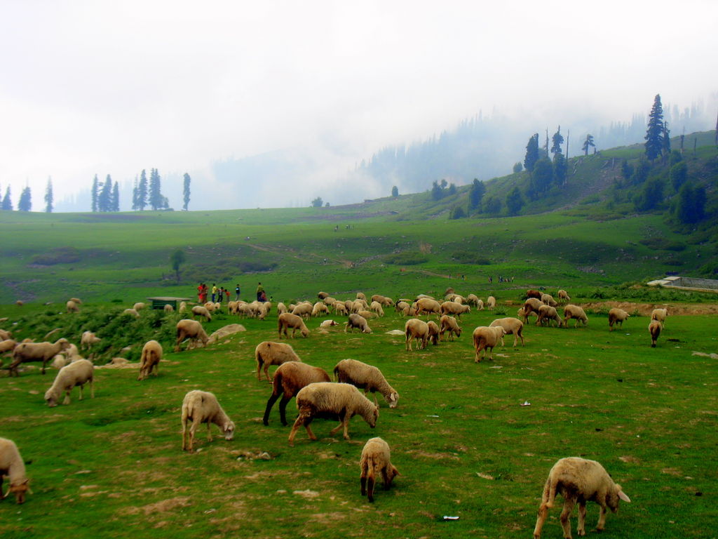 Natural Beauty Of Kashmir Wallpaper - Kashmir Information , HD Wallpaper & Backgrounds