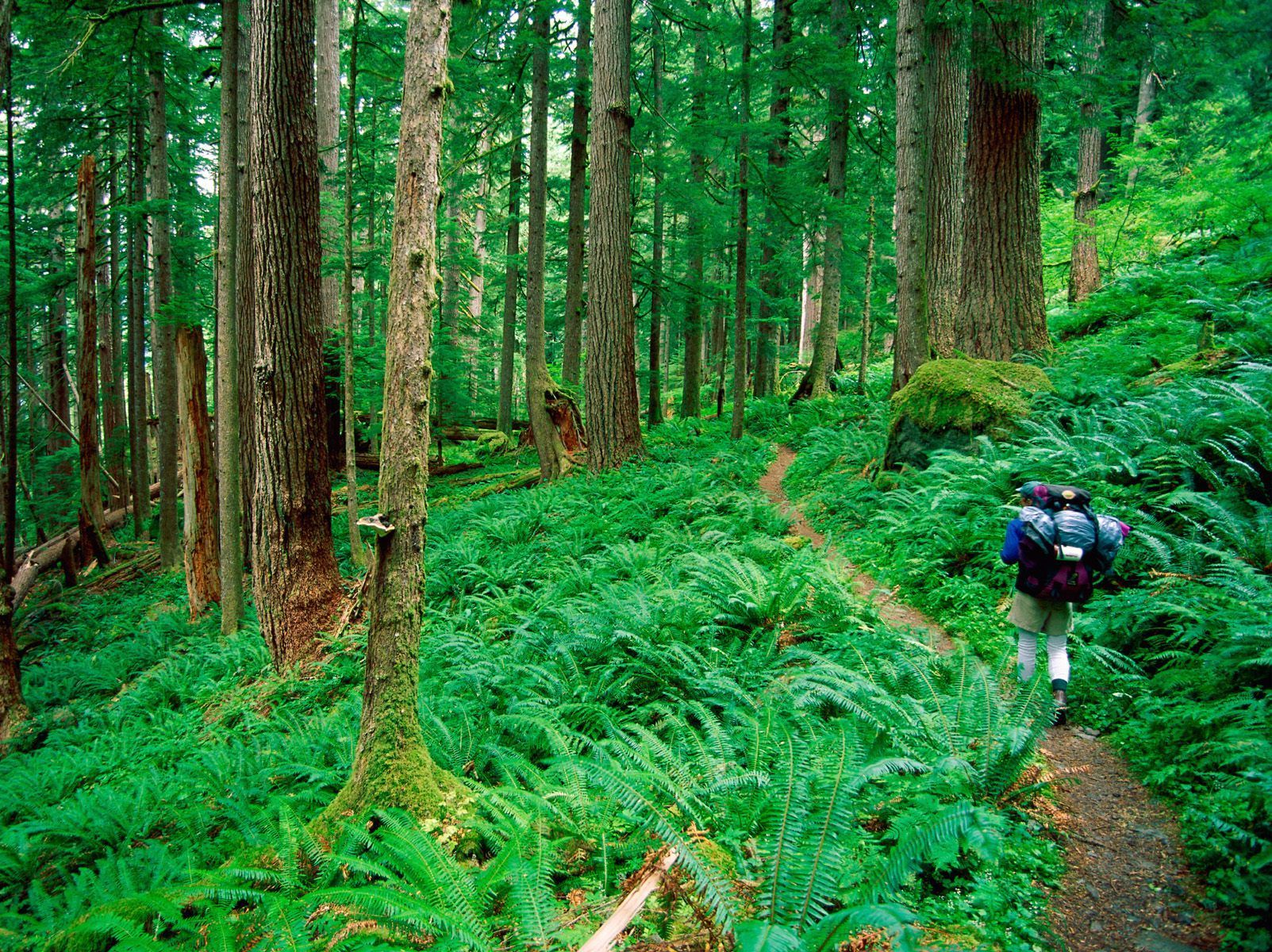 Sports Wallpapers Download Free Hoh Rainforest Hike , HD Wallpaper & Backgrounds