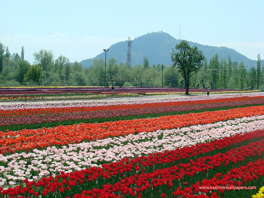 Tulip Garden In Bangalore , HD Wallpaper & Backgrounds