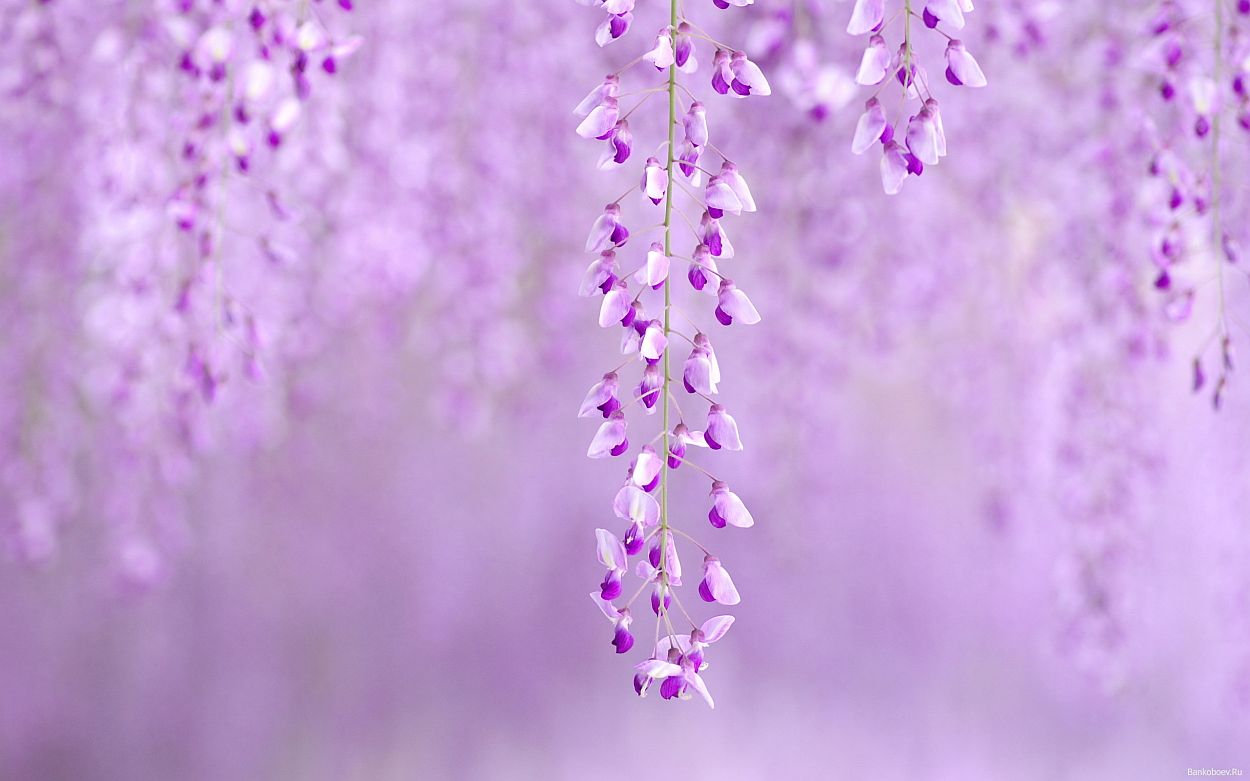 Peace Of Mind Images To Calm The Soul - Purple Covers For Facebook , HD Wallpaper & Backgrounds
