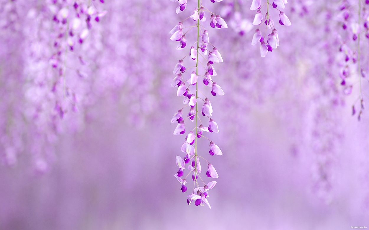 Peace Of Mind Images To Calm The Soul - Purple Covers For Facebook , HD Wallpaper & Backgrounds