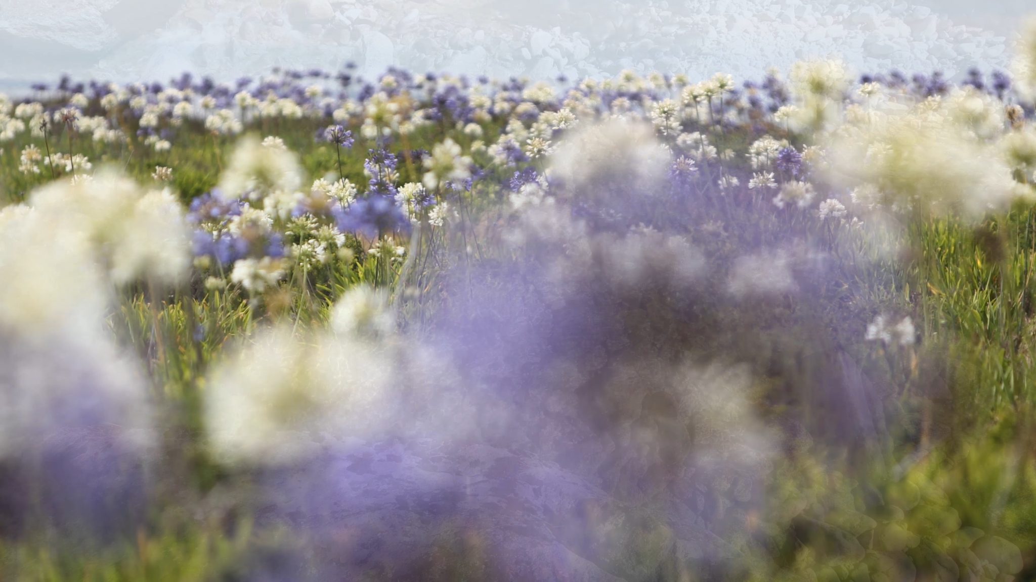 Nature Dreams 1 Hour 4k Video Nature Relaxation - English Lavender , HD Wallpaper & Backgrounds