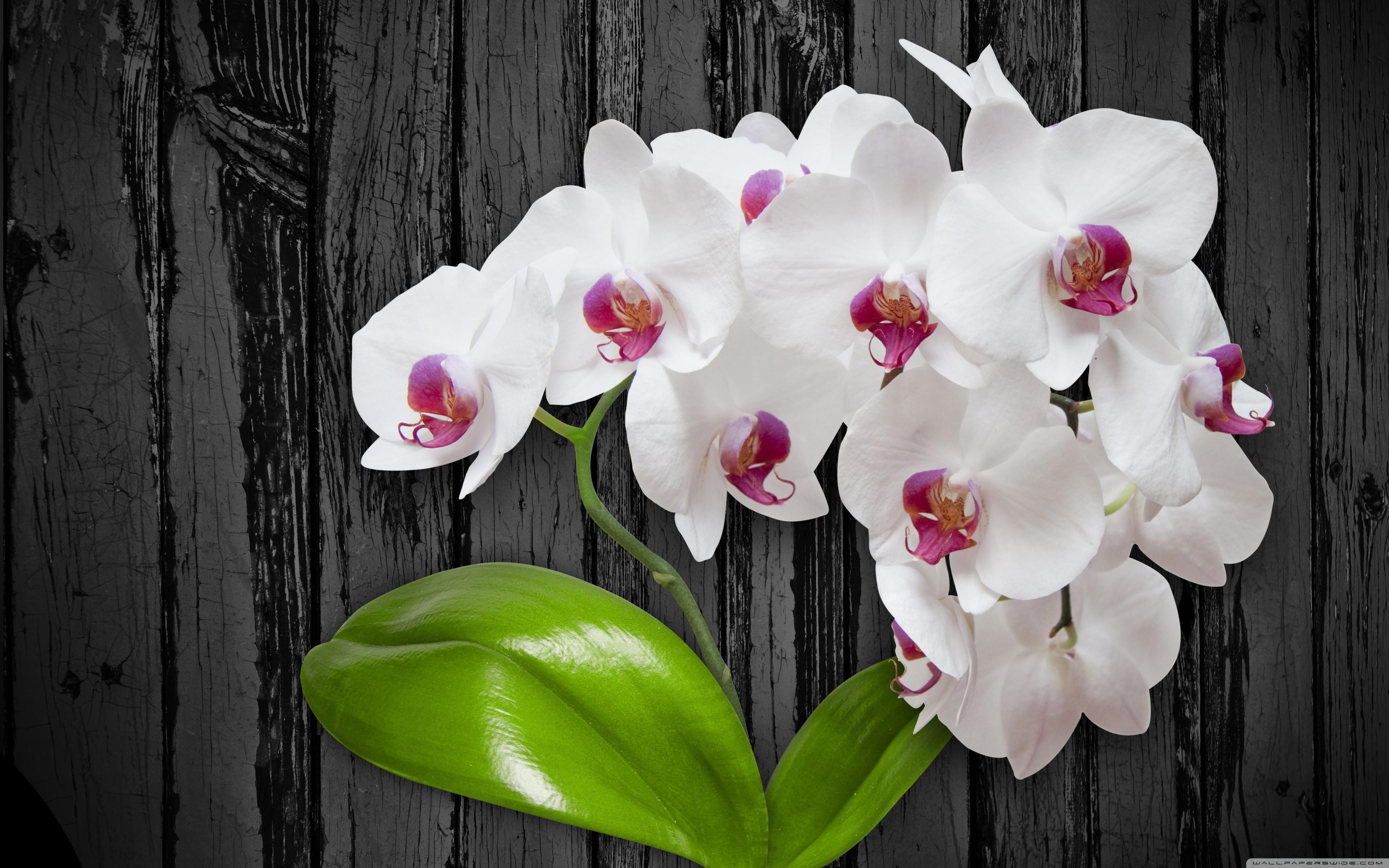 3d - Orchid Flower Images Hd , HD Wallpaper & Backgrounds