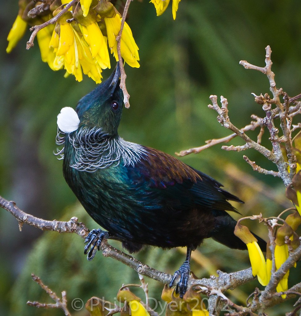 3d Flower Touch Wallpaper Tui New Zealand Native Bird - Tui Native Bird New Zealand , HD Wallpaper & Backgrounds