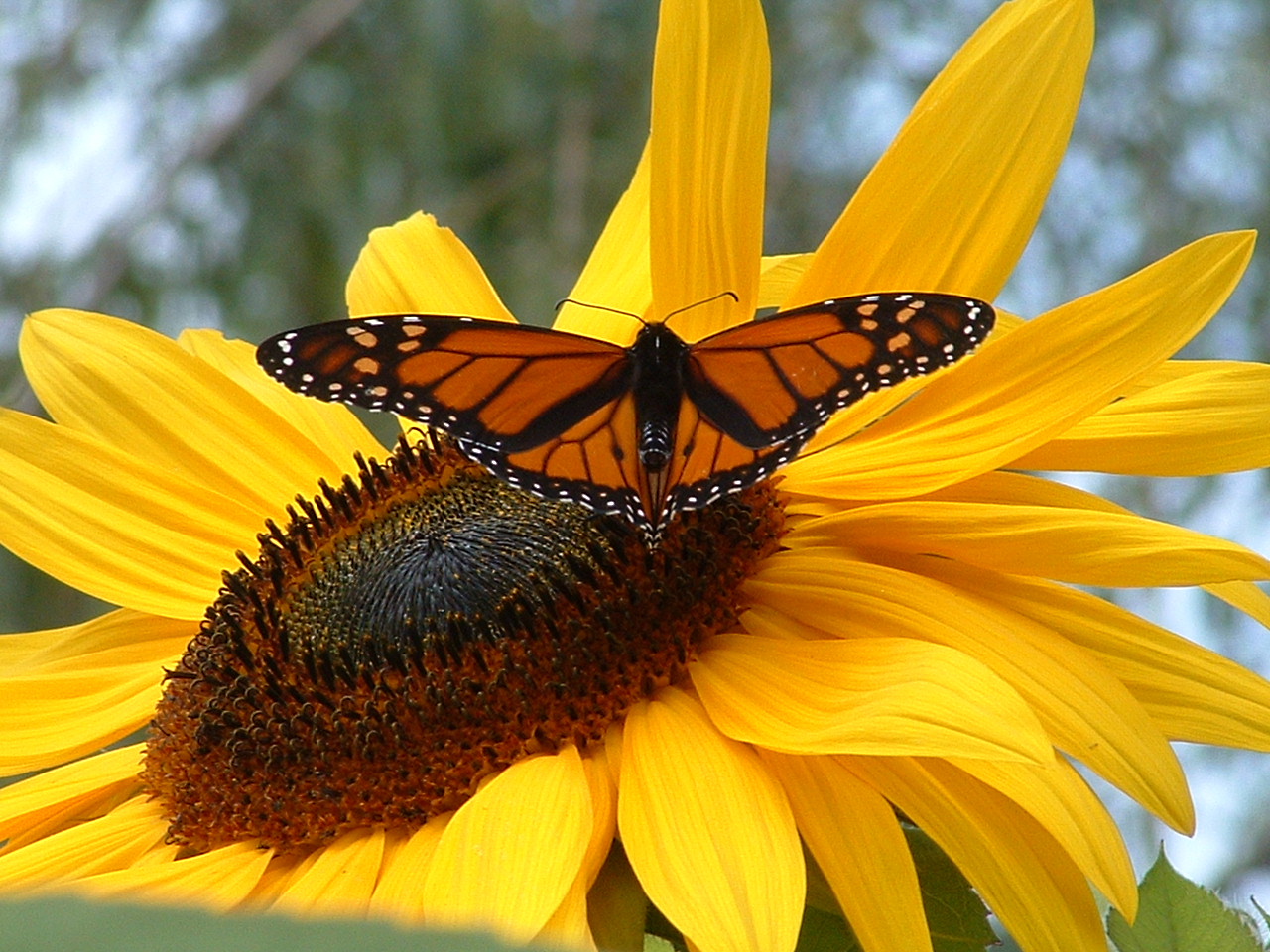 The - Monarch Butterfly , HD Wallpaper & Backgrounds