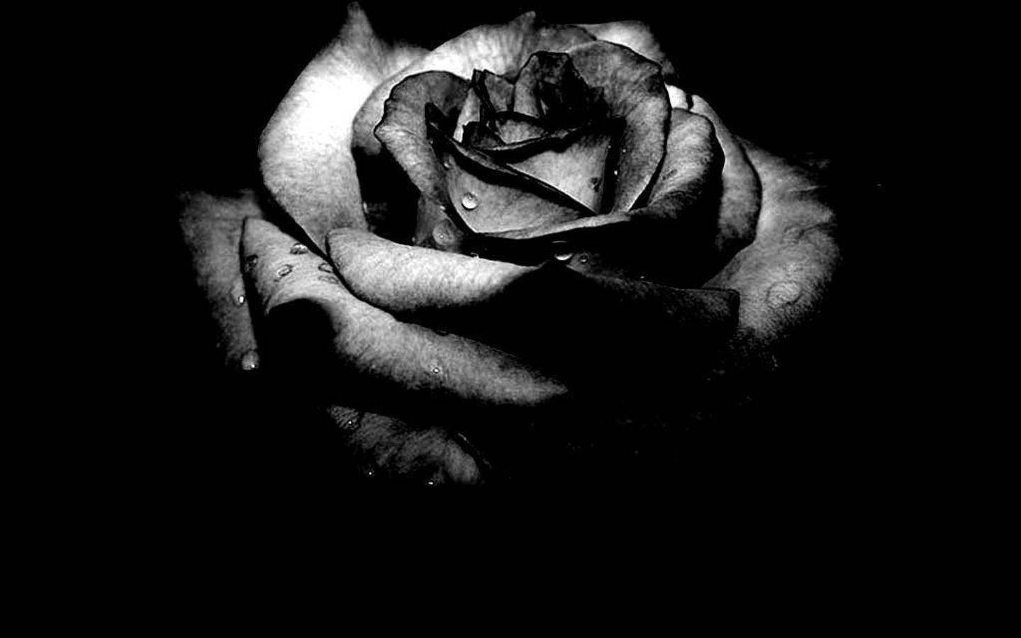 Black Rose Wallpapers > - Broken Heart Black Rose , HD Wallpaper & Backgrounds