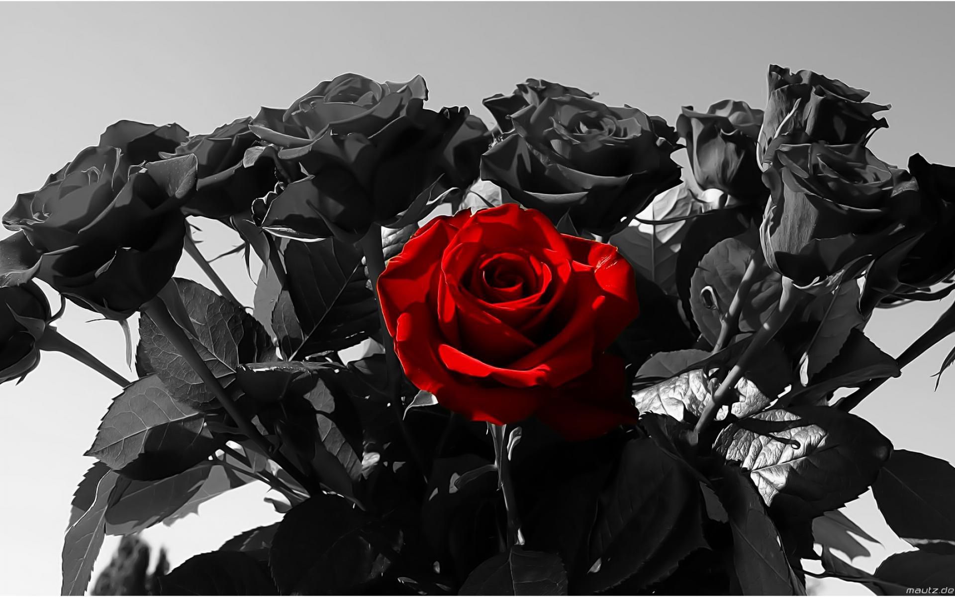 Black Rose Beautiful Black Rose Computer Wallpaper - Red Rose With Black Roses , HD Wallpaper & Backgrounds