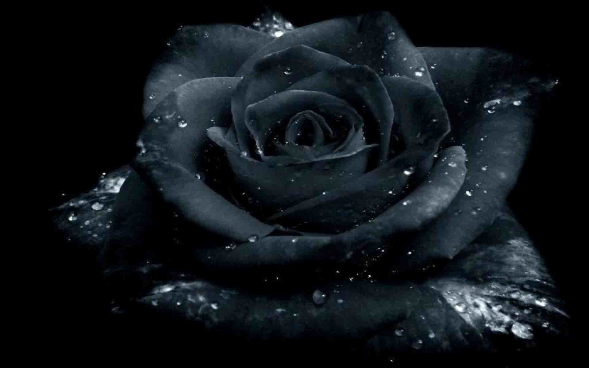 Black Rose Wallpaper Hd , HD Wallpaper & Backgrounds