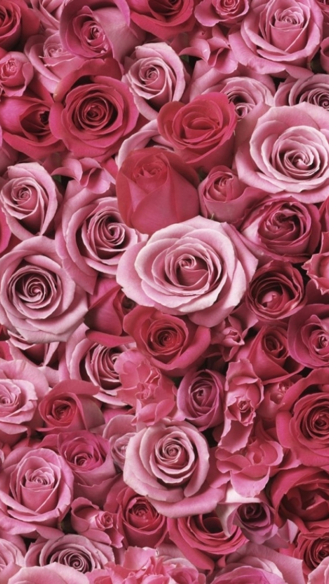 Розый. Розовые розы. Ярко розовые цветы. Розовый цвет. Яркие розовые цветы.