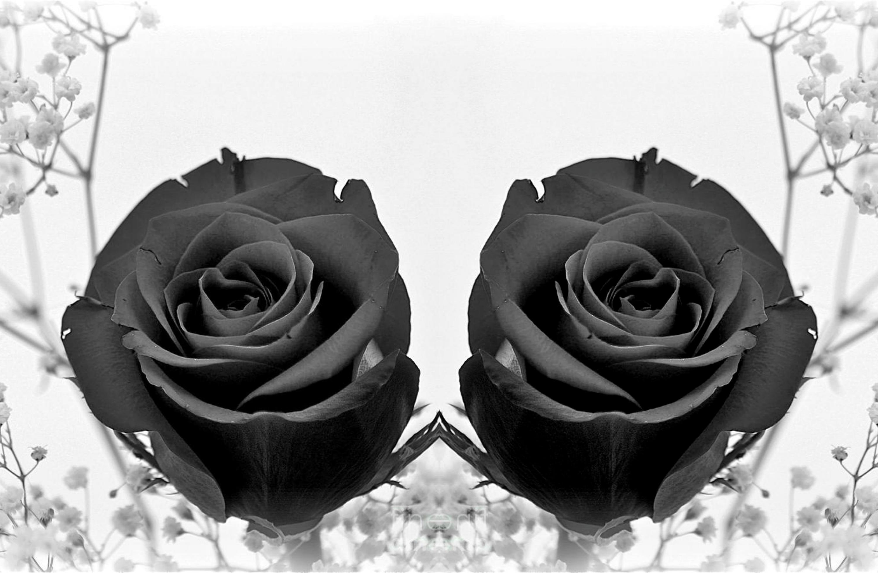 Black Roses Wallpapers - Sprüche Hoffnungslos , HD Wallpaper & Backgrounds