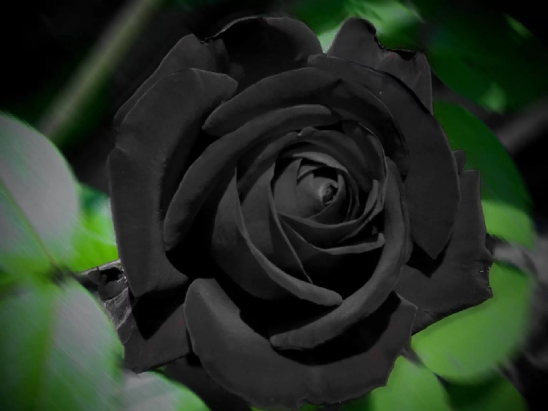 Black Rose Background Black Rose Computer Wallpaper - High Resolution Black Rose , HD Wallpaper & Backgrounds