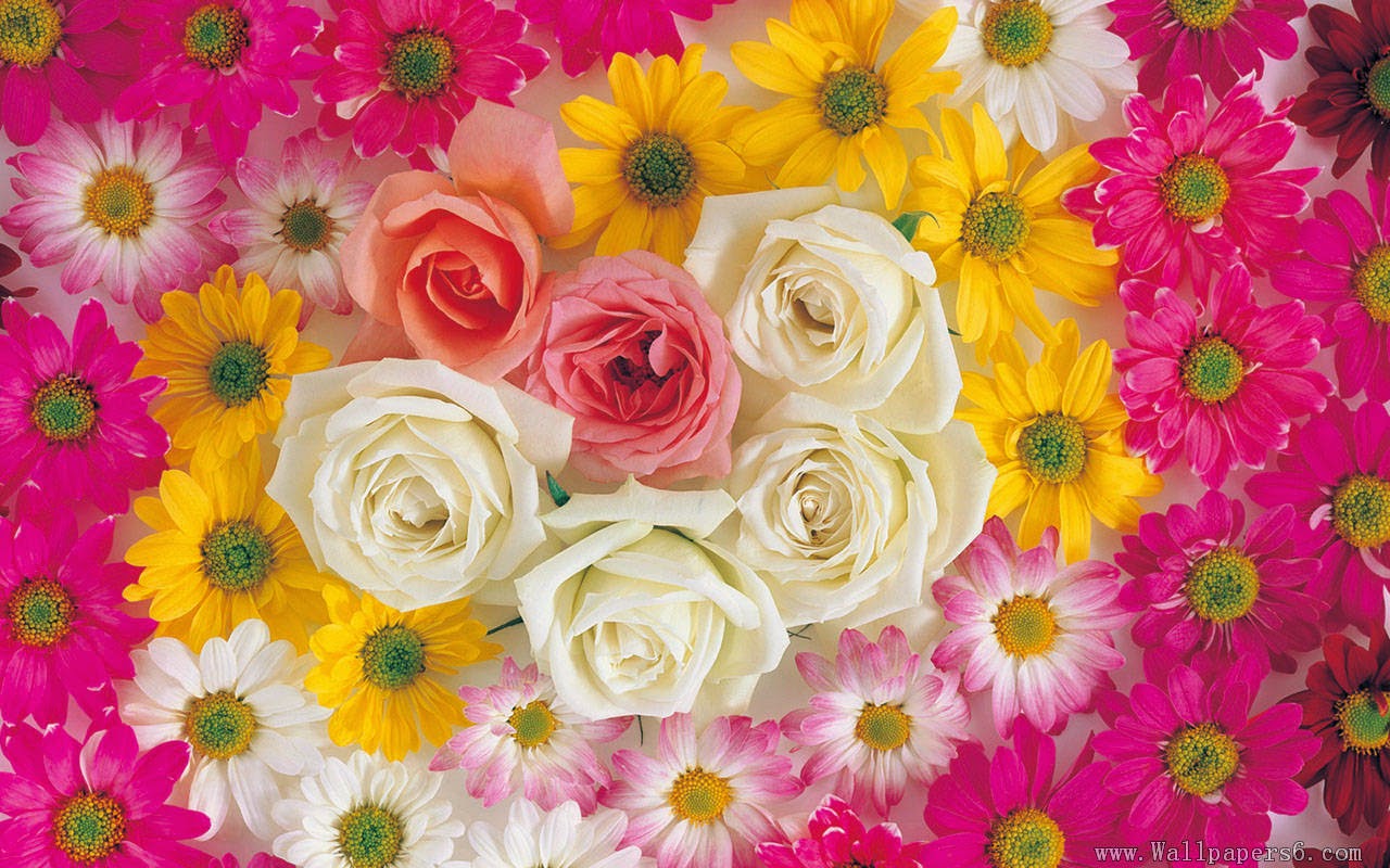 Flower Live Wallpapers For Android Android Live Wallpaper - Flower Photos Wallpaper Download , HD Wallpaper & Backgrounds