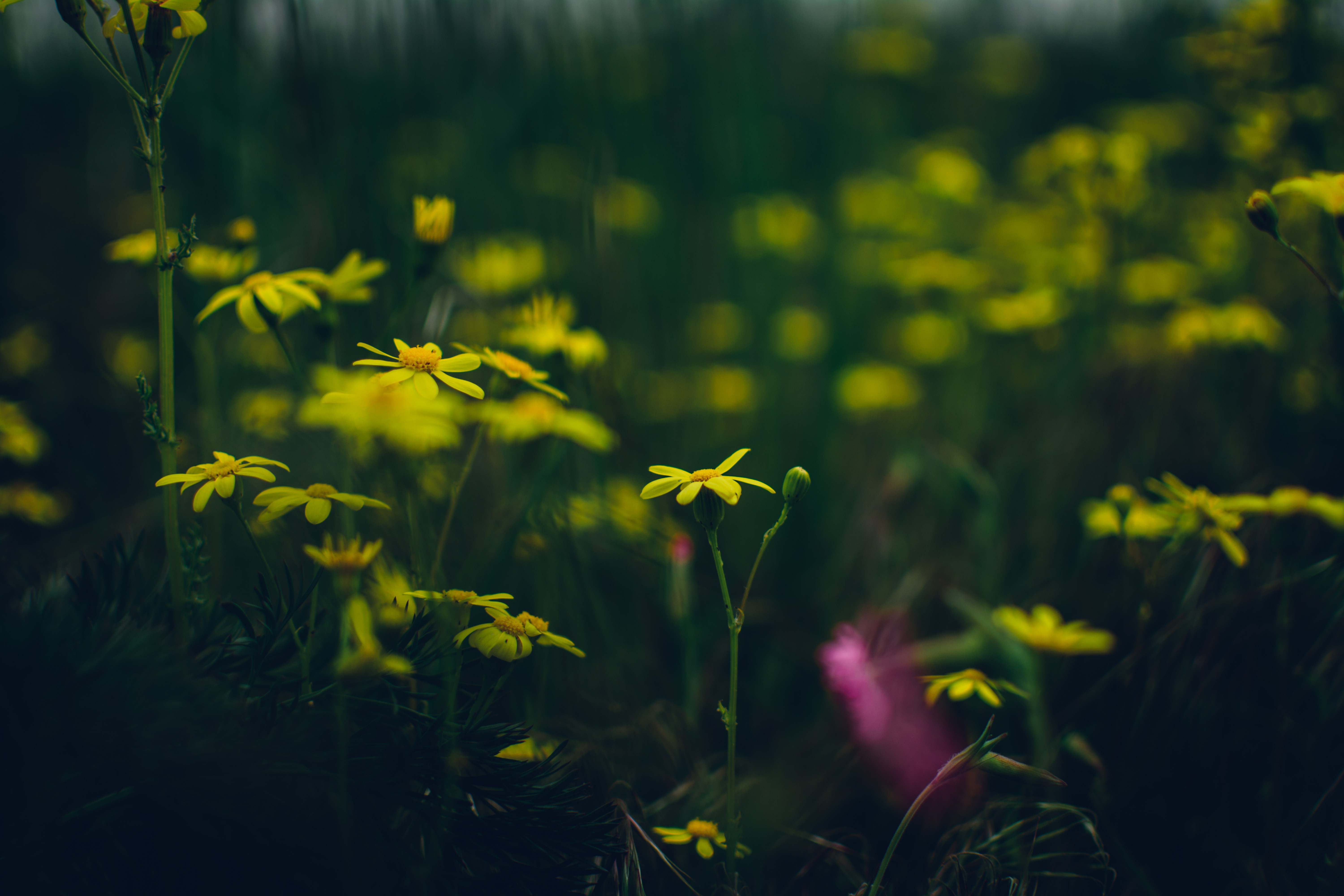 Flowers, Bokeh, Yellow, Green, Pink, Colorful, Dark, - 6000 X 4000 Px , HD Wallpaper & Backgrounds