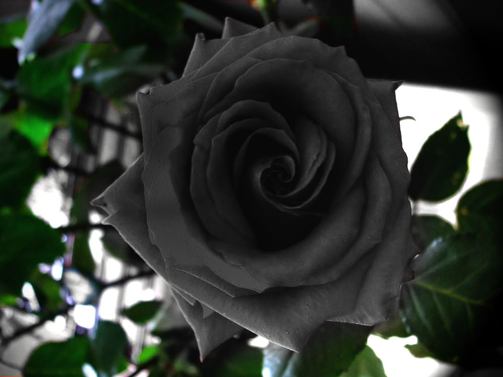 Black Rose , HD Wallpaper & Backgrounds