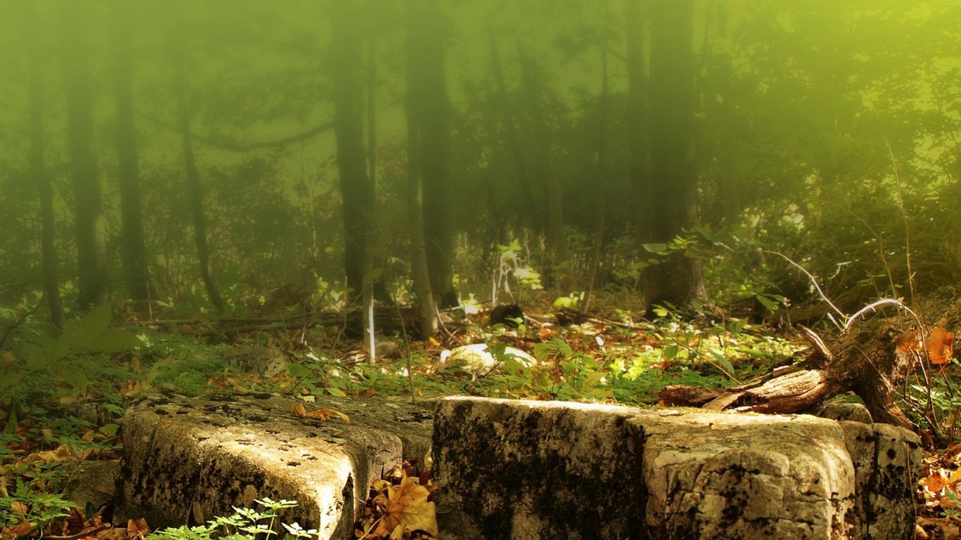 Rocky Ground Woods Nature Rocks Forests Forest Hd 3d - Forest Hd Ground , HD Wallpaper & Backgrounds