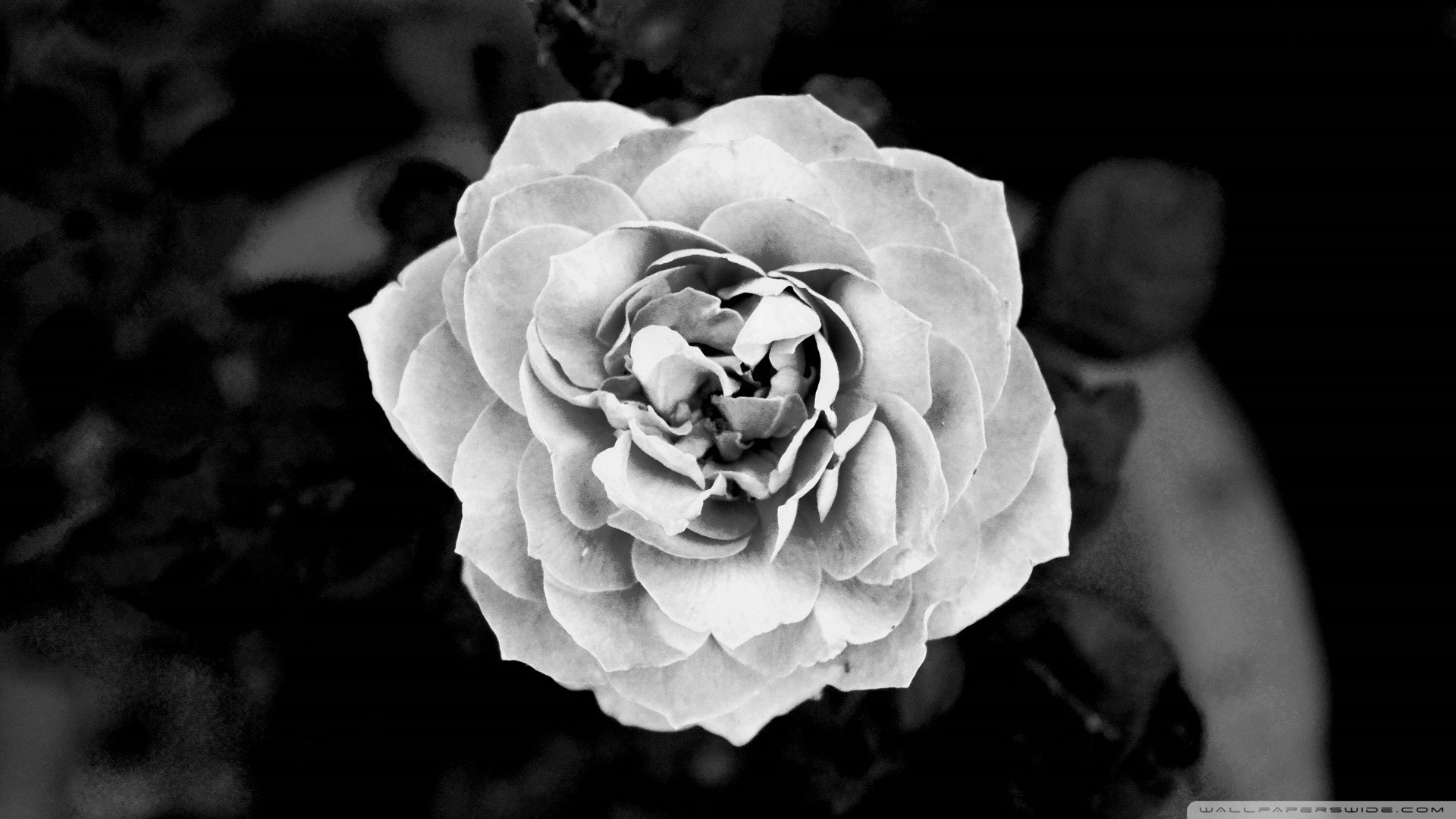 Black Rose Wallpaper - Black And White Hd , HD Wallpaper & Backgrounds