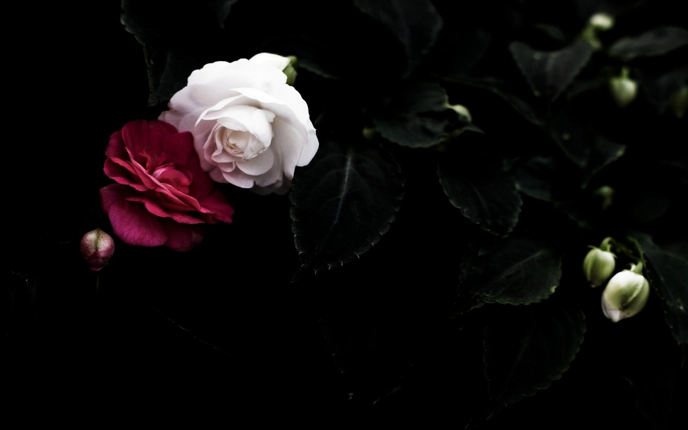 Black Flower Wallpaper - Love Sayri Image Download , HD Wallpaper & Backgrounds