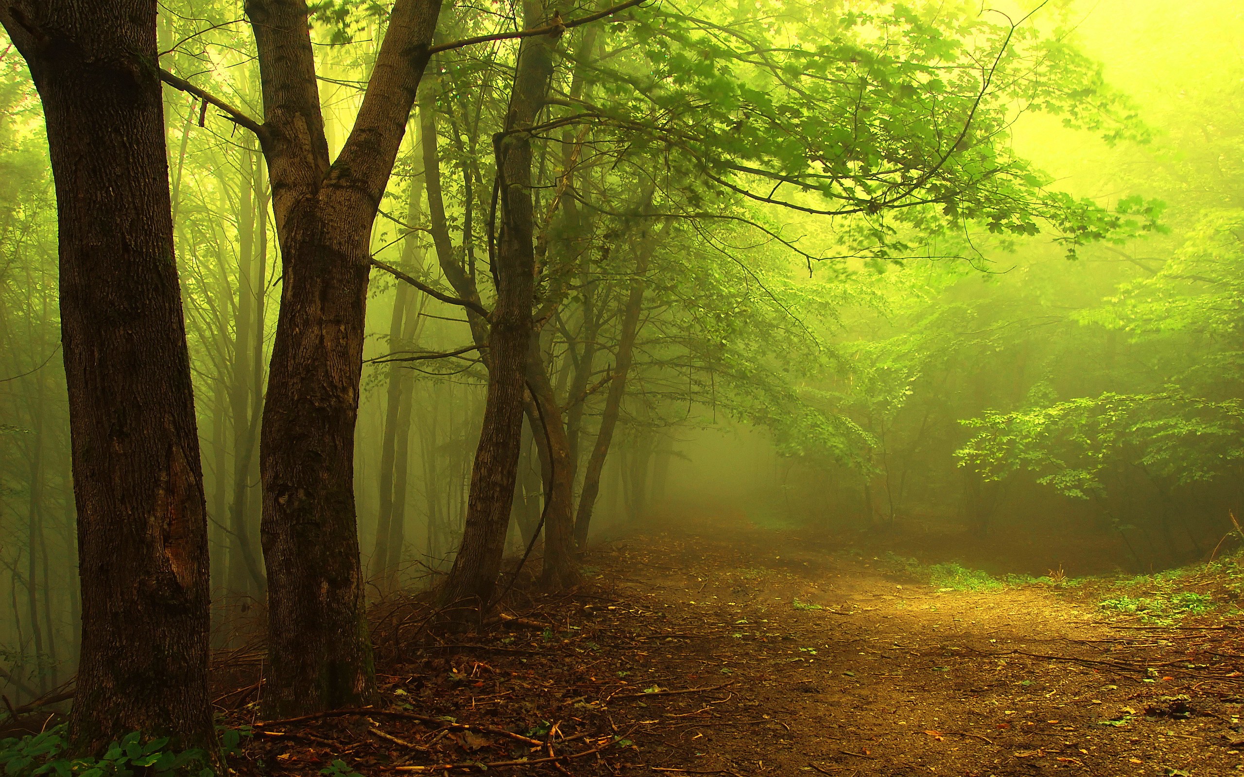 Forest Morning Hd Desktop Wallpapers 4k Hd - Foggy Green Forest Background , HD Wallpaper & Backgrounds