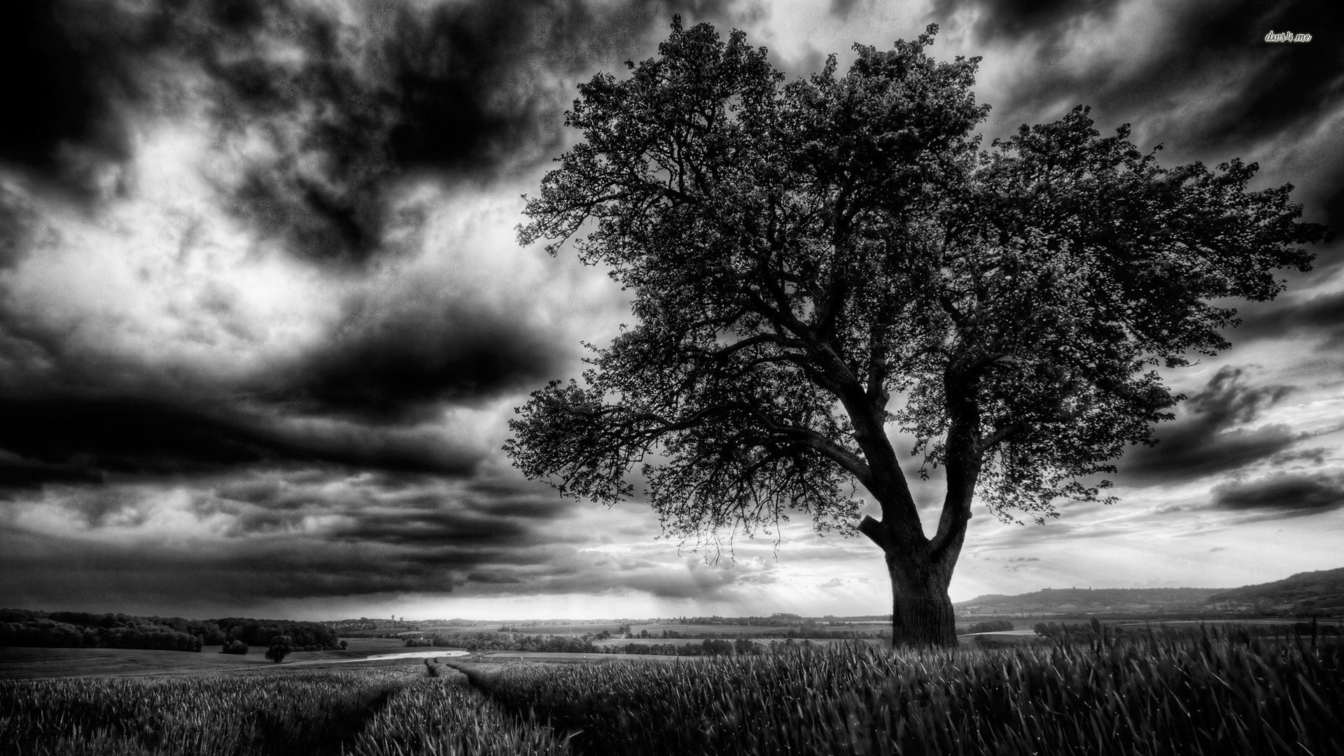 Dark Tree On The Field Wallpaper - Dark Tree Wallpaper Hd , HD Wallpaper & Backgrounds