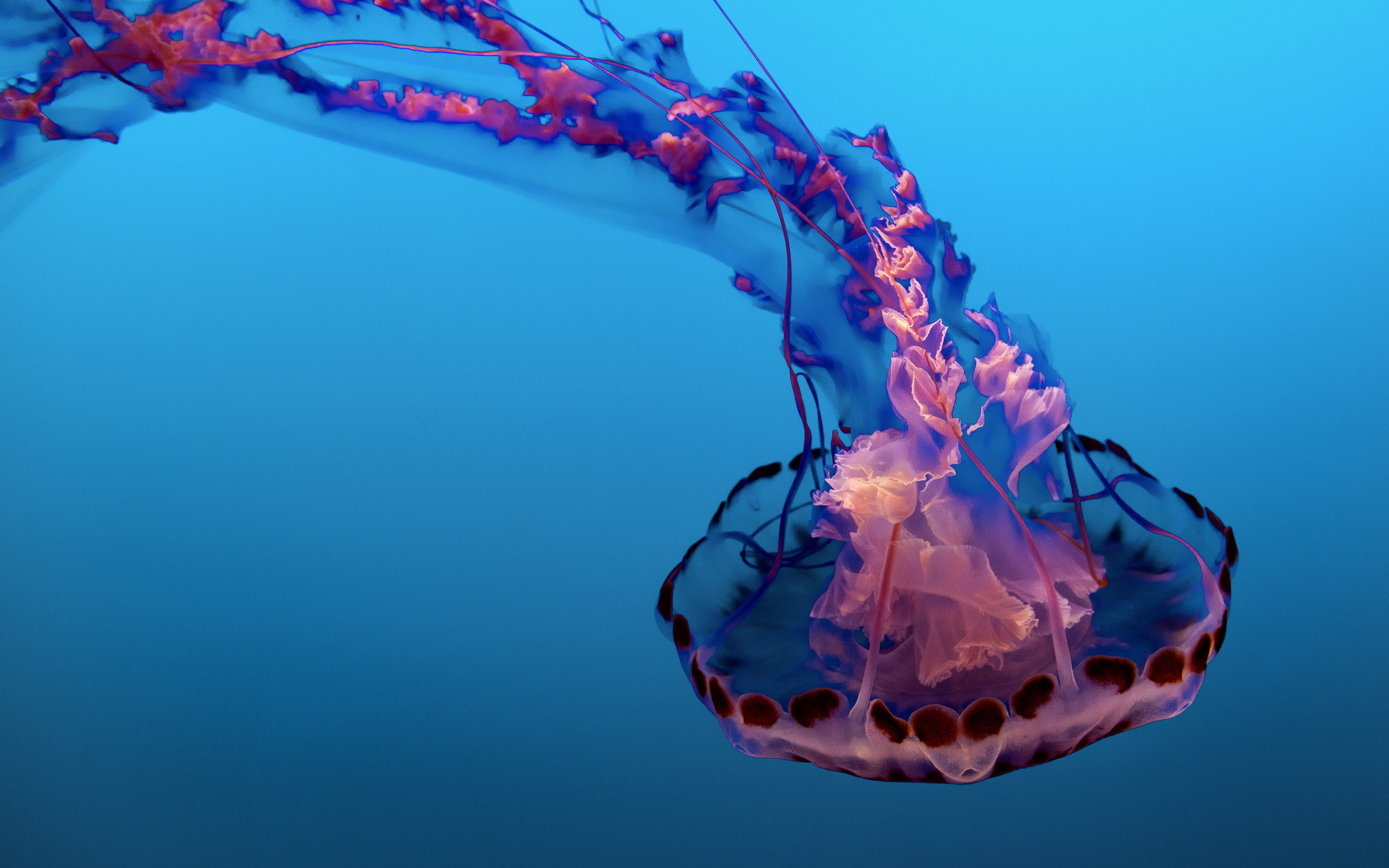 Underwater Jellyfish 4k 8k - Sea Life , HD Wallpaper & Backgrounds