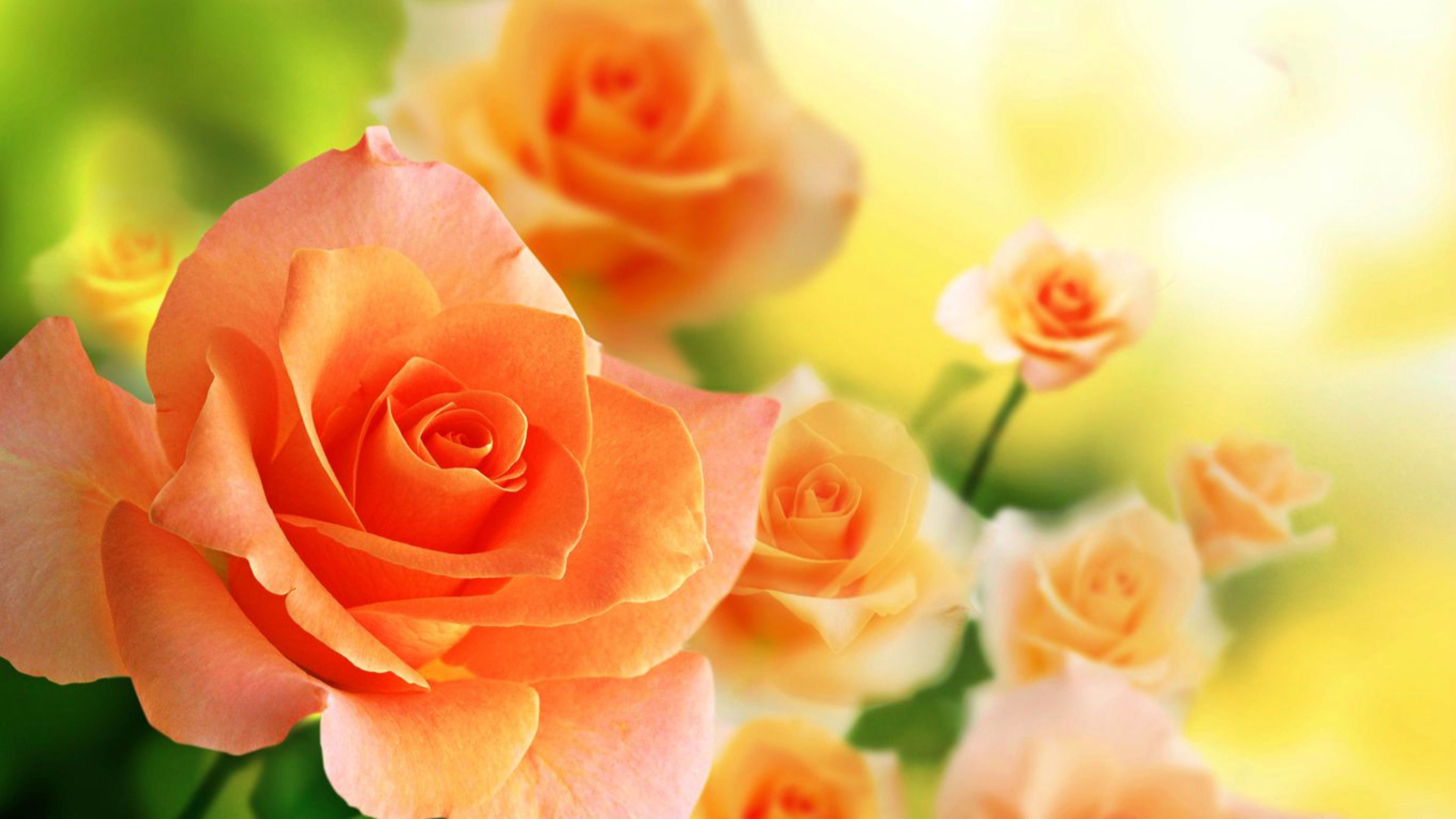 Beautiful Rose Wallpaper Download Rose Wallpaper Download - Beautiful Orange Rose Flowers , HD Wallpaper & Backgrounds