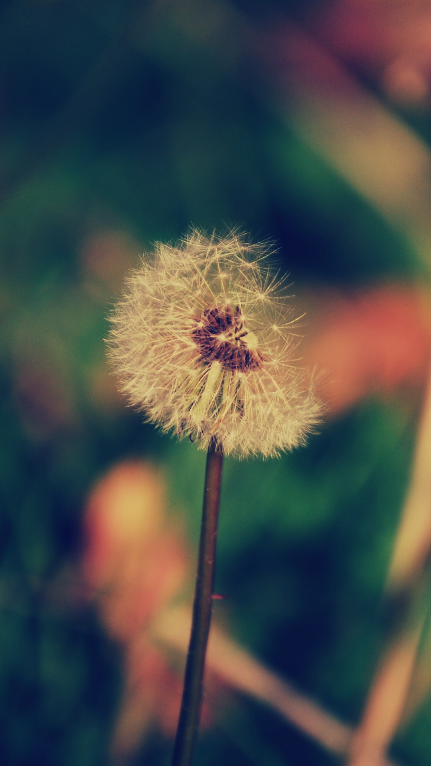 Dandelion Flower Blur Wallpaper - Realme 2 Wallpaper Full Hd , HD Wallpaper & Backgrounds