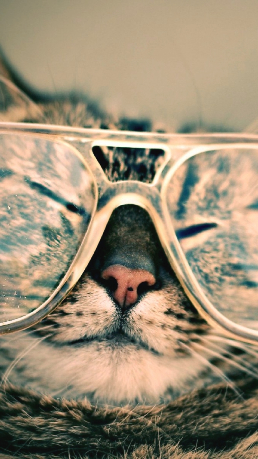 Photo Collection Hipster Wallpapers Glasses Wallpaper - Cat With Glasses Wallpaper For Android , HD Wallpaper & Backgrounds