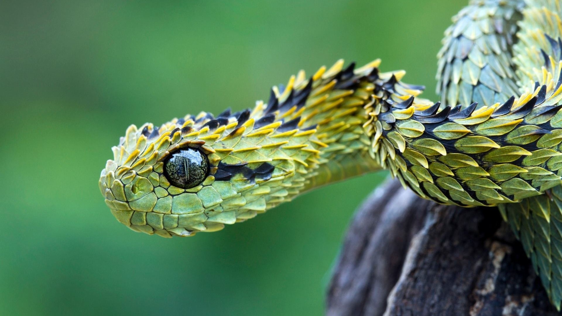 Wallpaper Pc Wallpaper Hd 1080p Snake Hd 85993 Hd Wallpaper