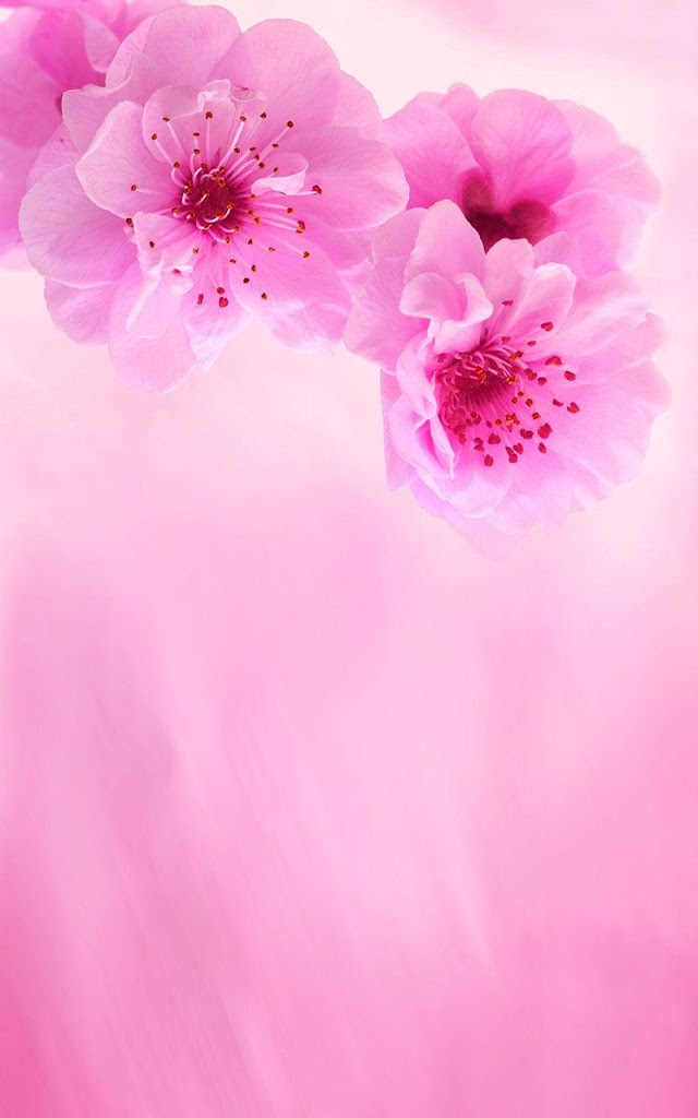Pink Flower Live Wallpaper - Pink Cherry Blossoms Background , HD Wallpaper & Backgrounds