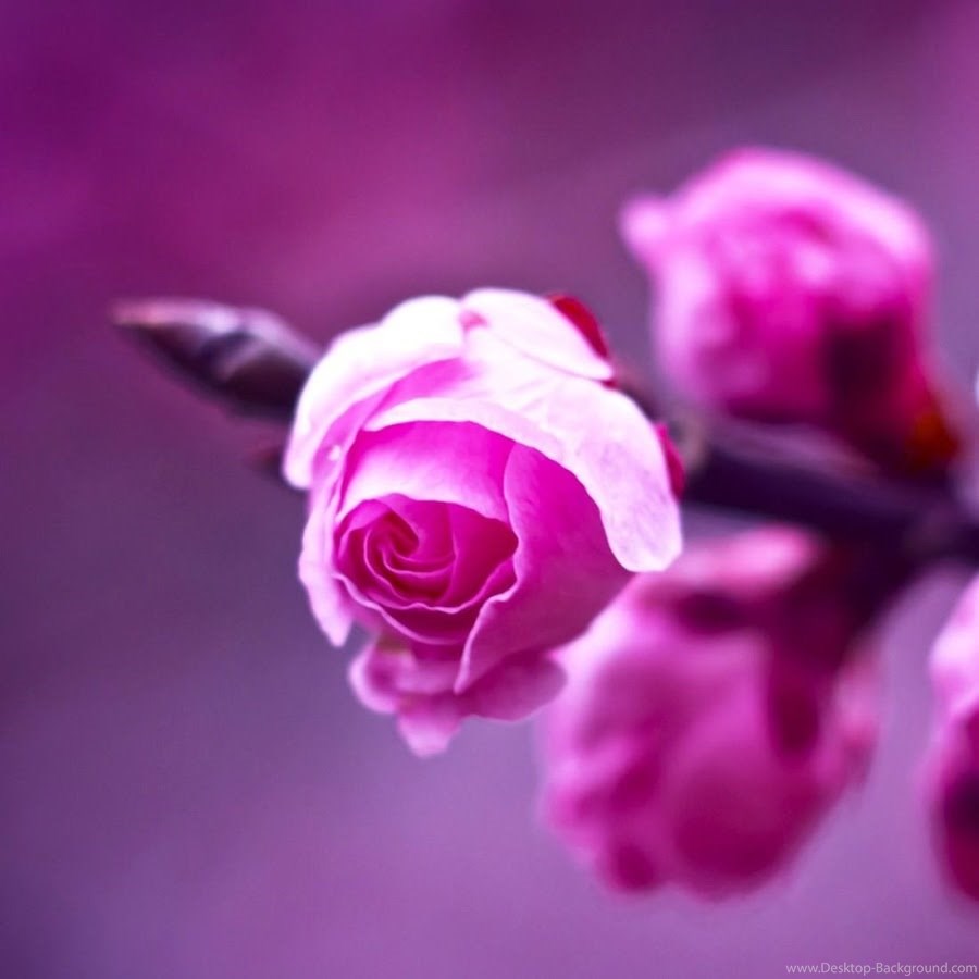 Most Beautiful Lilac Roses , HD Wallpaper & Backgrounds