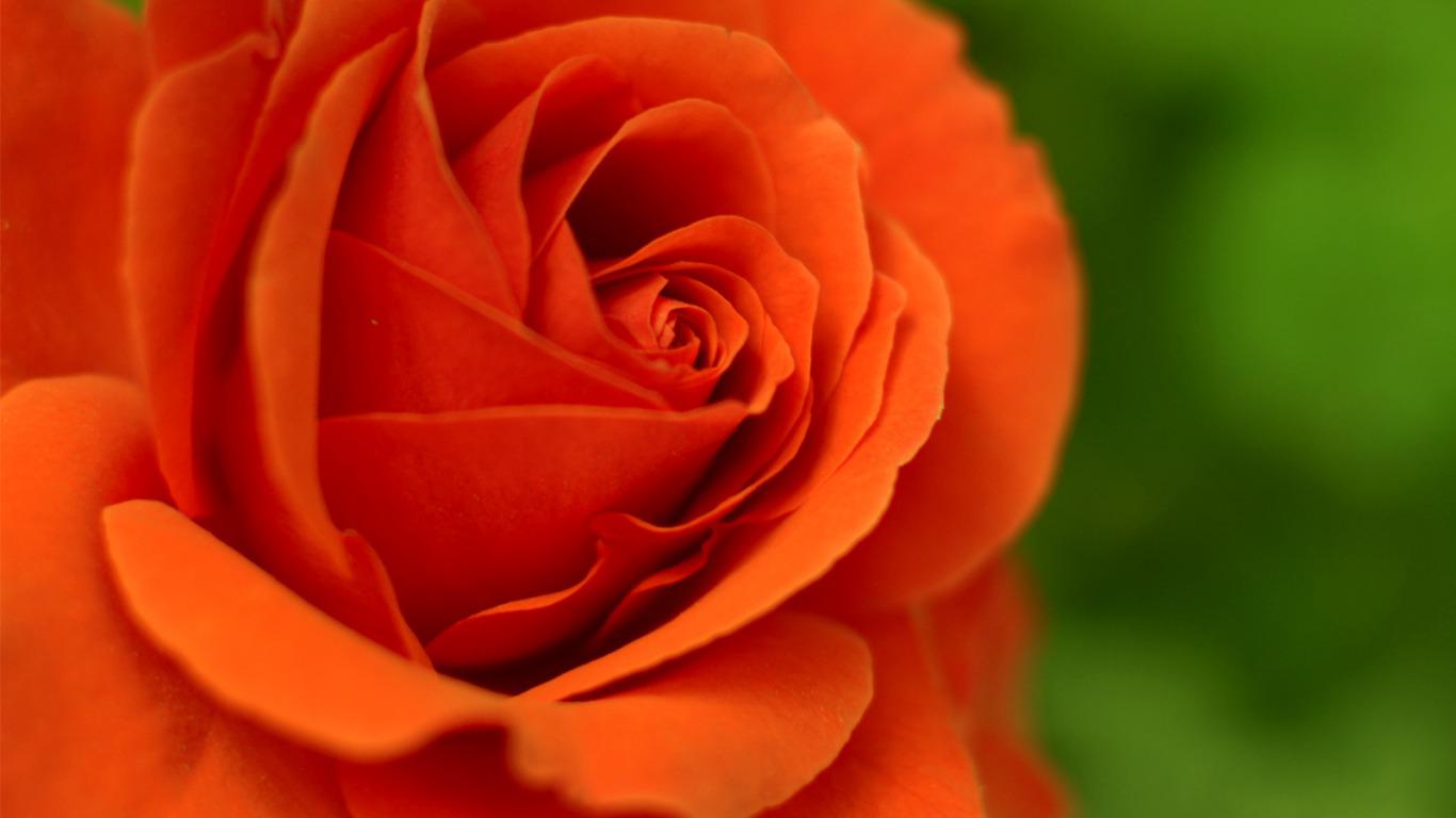 Orange Roses Hd , HD Wallpaper & Backgrounds