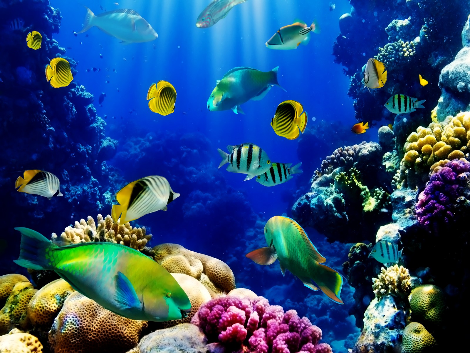 3d Live Wallpapers For Pc Wallpapersafari Aquarium Fish