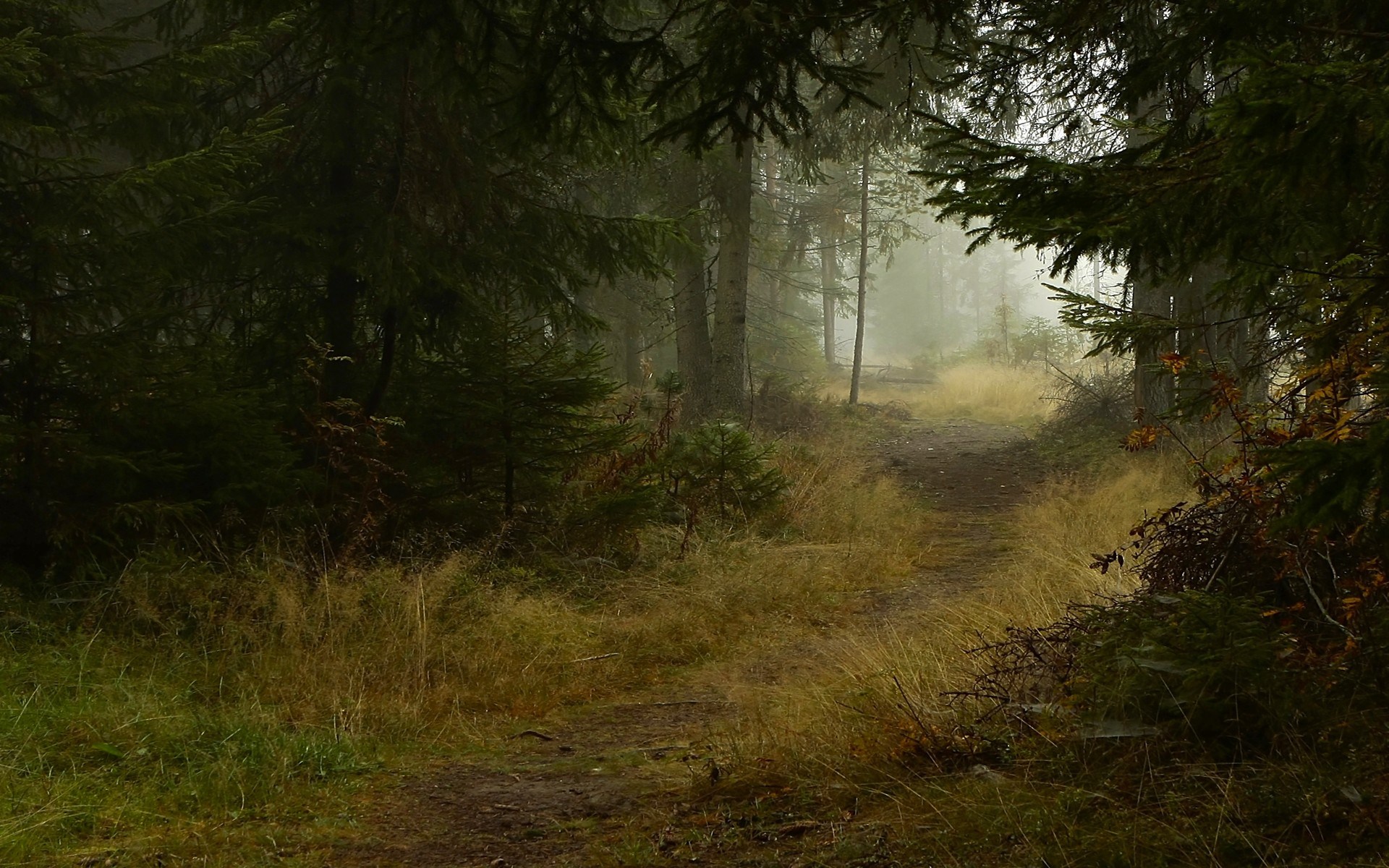 Forest Wallpaper Hd Page 3 Of 3 Wallpaper Wiki - Forest Path Dnd , HD Wallpaper & Backgrounds