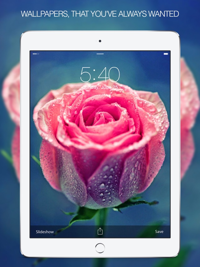 Rose Wallpapers & Backgrounds Pictures Of Roses On - Iphone Rose Wallpaper Hd , HD Wallpaper & Backgrounds