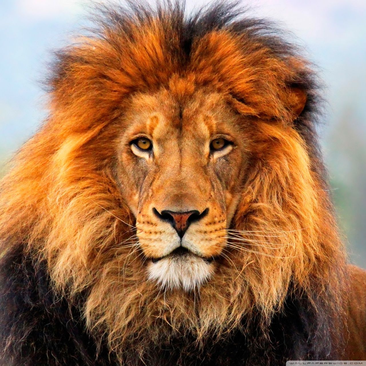 3d Lion Live Wallpaper - Wildlife Heritage Foundation , HD Wallpaper & Backgrounds