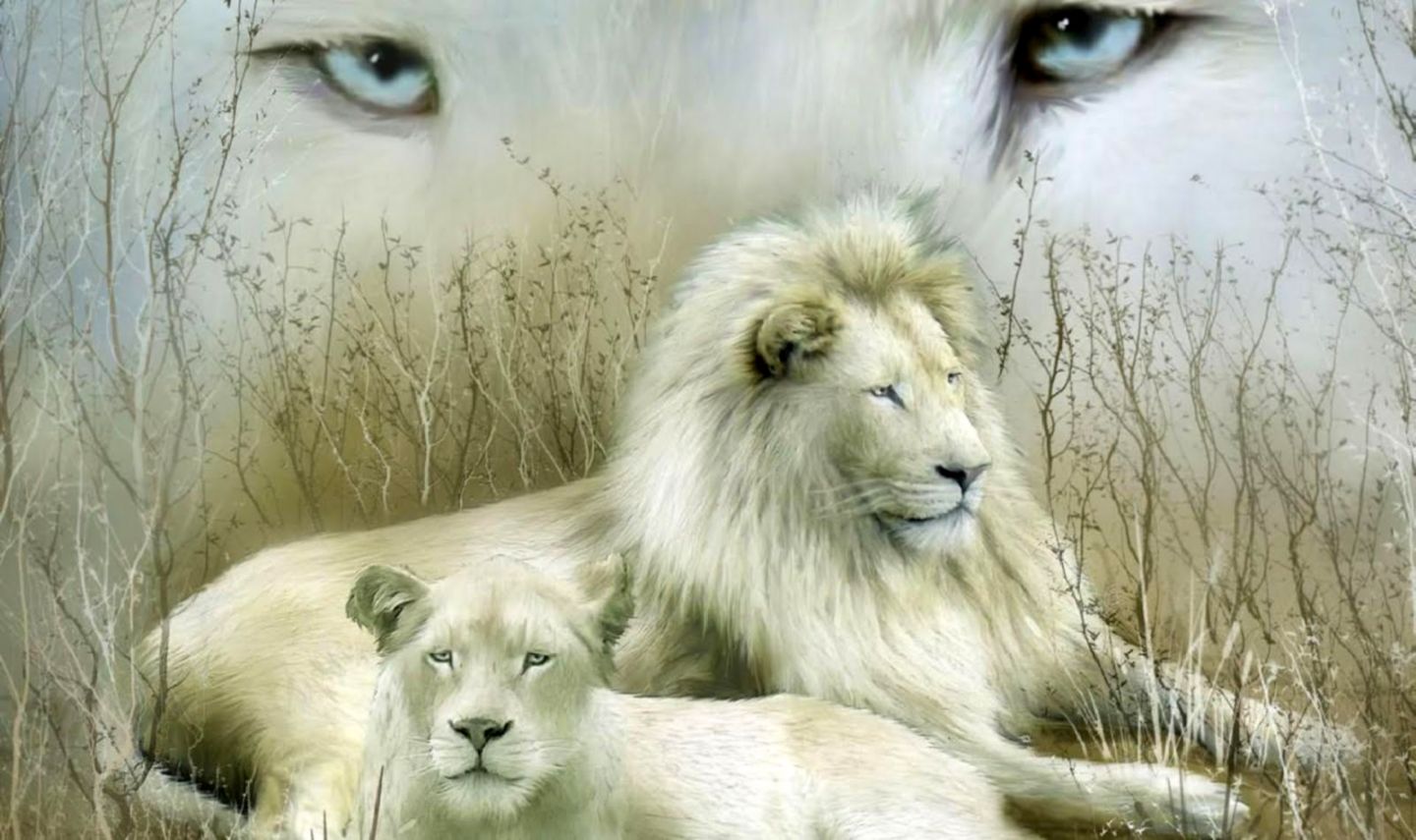 White Lion Id 77778 Buzzerg - Jesus Fight My Battles , HD Wallpaper & Backgrounds