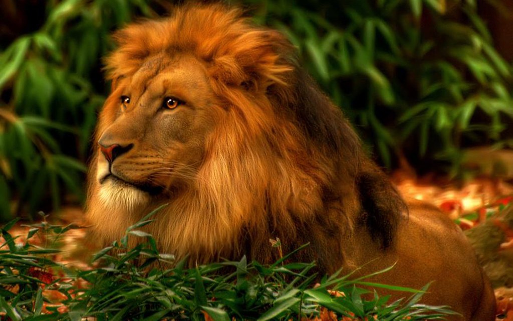 3d Lion Wallpaper Free Desktop - Strong And Of A Good Courage Kjv , HD Wallpaper & Backgrounds